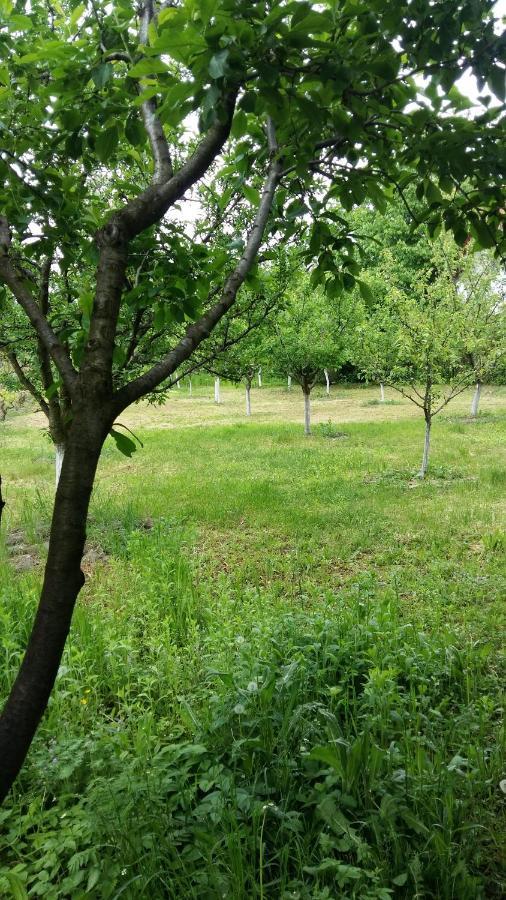 Pensiunea Dodo Patarlagele Zewnętrze zdjęcie